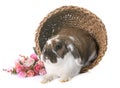 Dwarf lop-eared rabbit Royalty Free Stock Photo