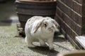 Dwarf lop eared rabbit Royalty Free Stock Photo
