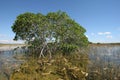 Dwarf Mangrove Trees of Everglades National Park, Florida. Royalty Free Stock Photo