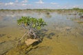 Dwarf Mangrove Trees of Everglades National Park, Florida. Royalty Free Stock Photo