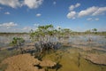 Dwarf Mangrove Trees of Everglades National Park, Florida. Royalty Free Stock Photo