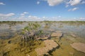 Dwarf Mangrove Trees of Everglades National Park, Florida. Royalty Free Stock Photo