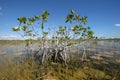 Dwarf Mangrove Trees of Everglades National Park, Florida. Royalty Free Stock Photo