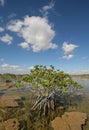 Dwarf Mangrove Trees of Everglades National Park, Florida. Royalty Free Stock Photo