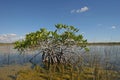 Dwarf Mangrove Trees of Everglades National Park, Florida. Royalty Free Stock Photo