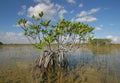 Dwarf Mangrove Trees of Everglades National Park, Florida. Royalty Free Stock Photo