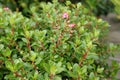 Dwarf Mastuda's Escallonia, Escallonia 'Mastuda's Compacta'