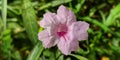 Dwarf Mexican Petunia Ruellia simplex