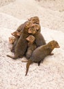 Dwarf mongoose Royalty Free Stock Photo