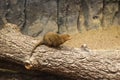 Dwarf mongoose