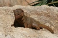 Dwarf mongoose Royalty Free Stock Photo