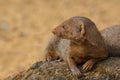 Dwarf mongoose in close up with copy space. Cute wild animal in