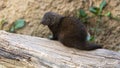 Dwarf mongoose Royalty Free Stock Photo