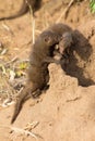 Dwarf mongoose family enjoy afety of their burrow Royalty Free Stock Photo