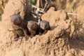 Dwarf mongoose family enjoy the safety of a burrow