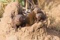 Dwarf mongoose family enjoy safety of their burrow