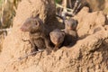 Dwarf mongoose family enjoy safety of their burrow