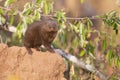 Dwarf mongoose family enjoy safety of their burrow