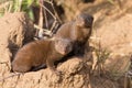 Dwarf mongoose family enjoy safety of their burrow