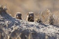 Dwarf mongoose family enjoy safety of their burrow