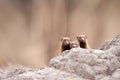 Dwarf mongoose (Helogale parvula) Royalty Free Stock Photo