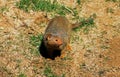 Dwarf mongoose, Helogale Parvula