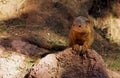 Dwarf mongoose, Helogale Parvula