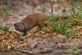 Dwarf mongoose, Helogale parvula, pair of animal near the hole nest, Okavango delta in Botswana. Mongoose in the nature habitat, Royalty Free Stock Photo