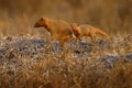 Dwarf mongoose, Helogale parvula, pair of animal near the hole nest, Suvuti, Chobe NP in Botswana. Mongoose in the nature habitat Royalty Free Stock Photo