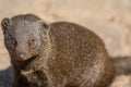 Dwarf Mongoose