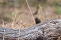 Dwarf Mongoose on log Royalty Free Stock Photo