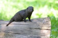 Dwarf mongoose on a log Royalty Free Stock Photo