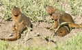 Dwarf mongoose playing.