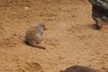 Dwarf Mongoose Scurrying Fast in its Natural Environment in search of Food