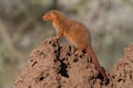 Dwarf mongoose sentinel on termite mound Royalty Free Stock Photo