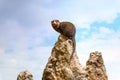 A Dwarf Mongoose sitting on a tall rock observing its environment Royalty Free Stock Photo