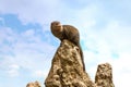 A Dwarf Mongoose sitting on a tall rock observing its environment Royalty Free Stock Photo