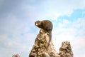 A Dwarf Mongoose sitting on a tall rock observing its environment Royalty Free Stock Photo