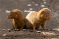 Dwarf mongoose staring intensly