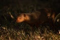 Dwarf mongoose with sunlit face in shadows