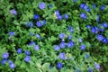 Dwarf morning glory flowers field Royalty Free Stock Photo