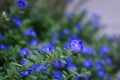 Dwarf morning glory flowers in morning light Royalty Free Stock Photo