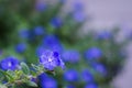 Dwarf morning glory flowers in morning light Royalty Free Stock Photo