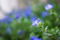 Dwarf morning glory in morning sunlight