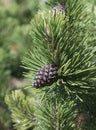 Dwarf Mountain Pine cone