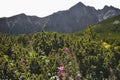 The dwarf mountain pine, forest herbs and flowers under the Kezmarsky peak in the High Tatras