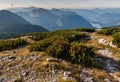 Dwarf mountain pine growing in Hoher Dachstein Alps Royalty Free Stock Photo