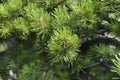 Dwarf mountain pine Mughus Royalty Free Stock Photo