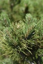 Dwarf mountain pine Mughus Royalty Free Stock Photo