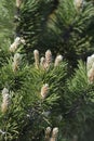Dwarf mountain pine Mughus Royalty Free Stock Photo